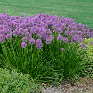 Allium ‘Millennium’