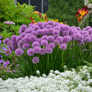 Allium ‘Millennium’
