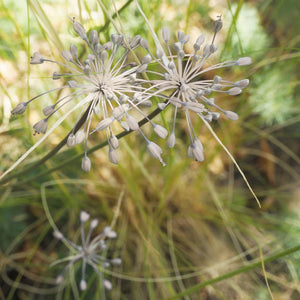 Allium carinatum subsp. pulchellum f. album
