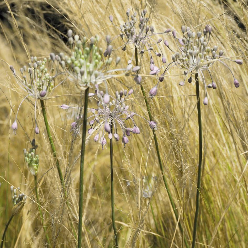 Allium carinatum subsp. pulchellum f. album