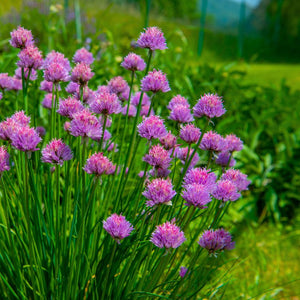 Allium schoenoprasum