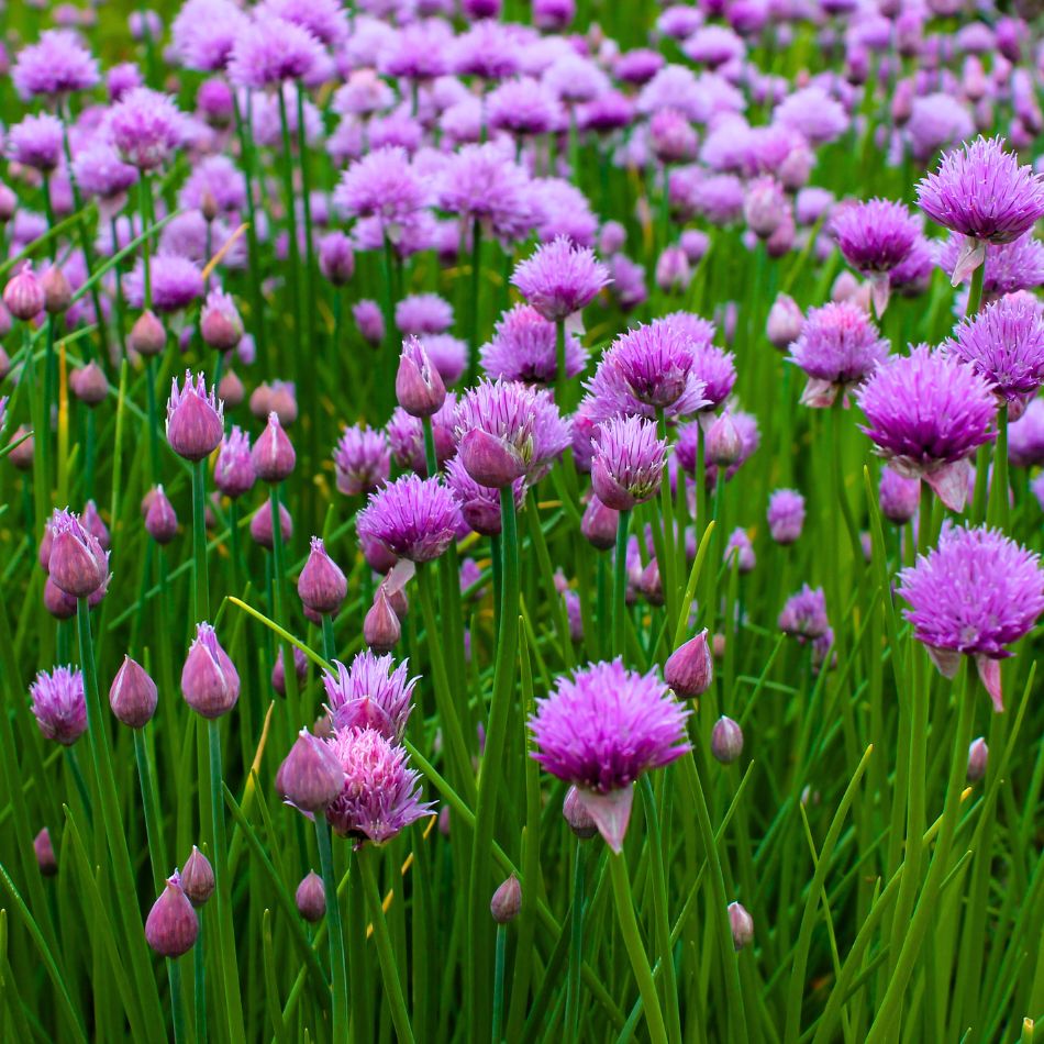 Allium schoenoprasum