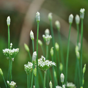 Allium tuberosum