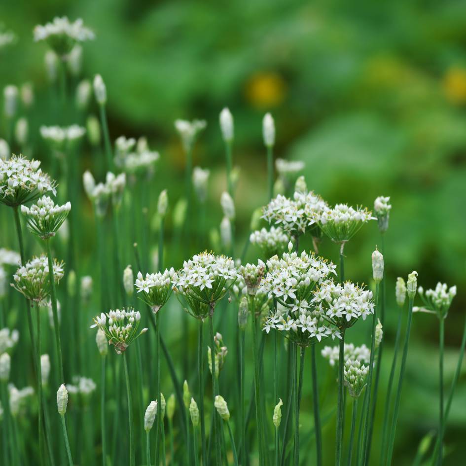 Allium tuberosum