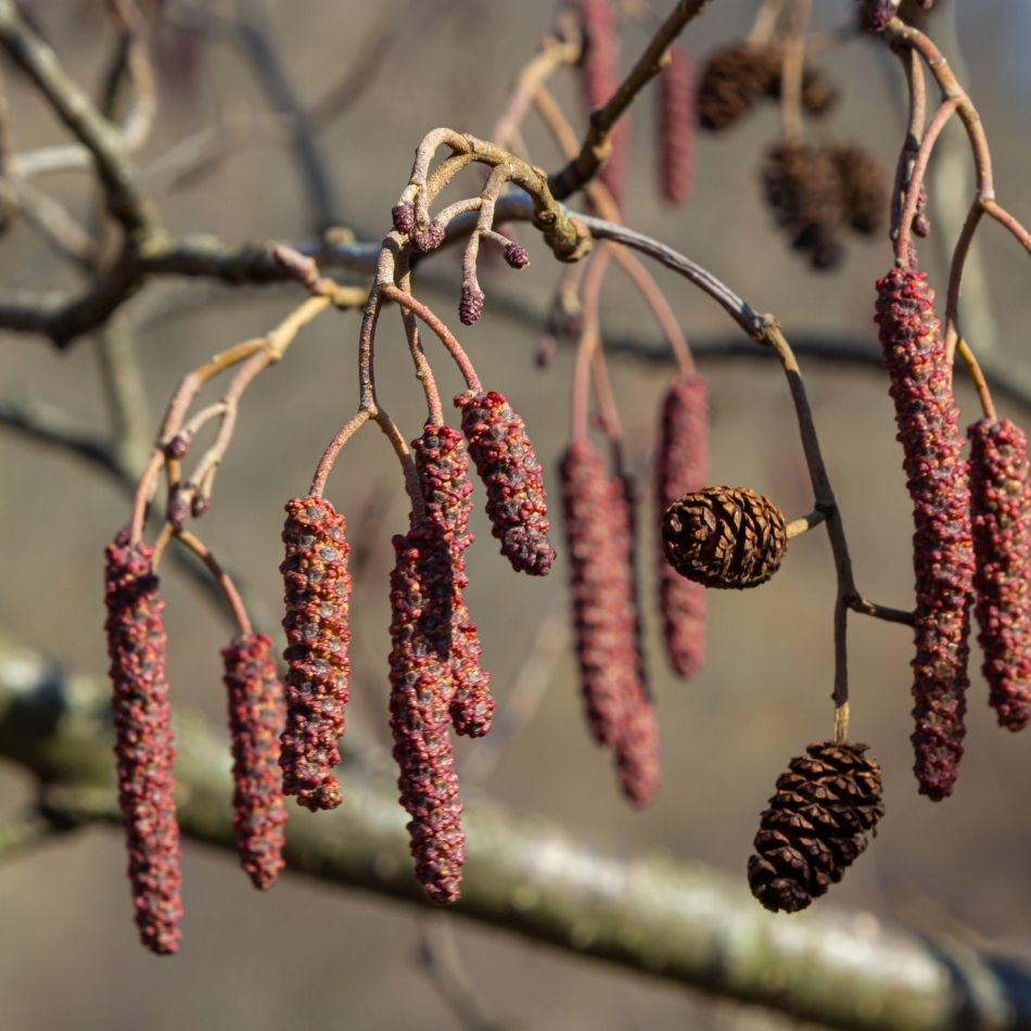 Alnus glutinosa