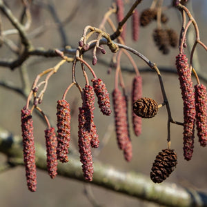 Alnus glutinosa