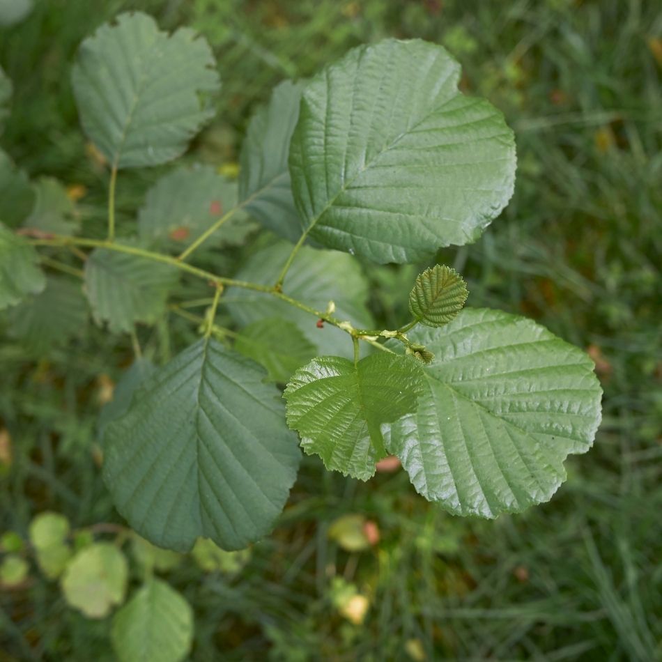 Alnus glutinosa