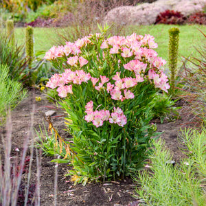 Alstroemeria ‘Summer Break’