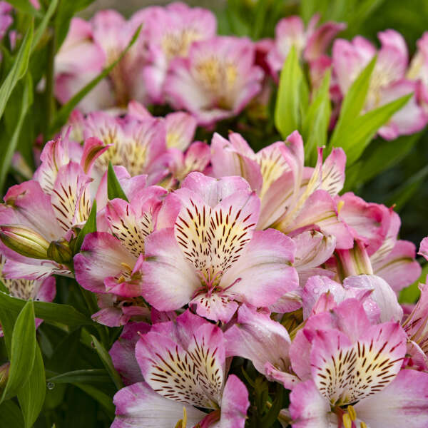 Alstroemeria ‘Summer Break’