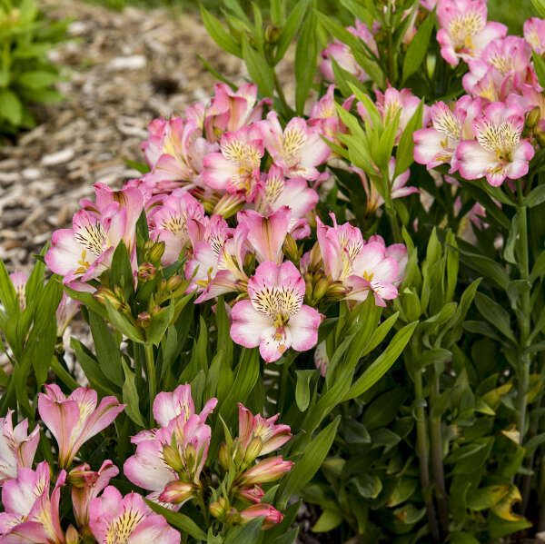 Alstroemeria ‘Summer Break’