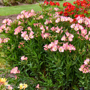 Alstroemeria ‘Summer Break’