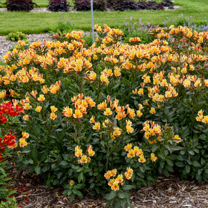Alstroemeria ‘Summer Breeze’