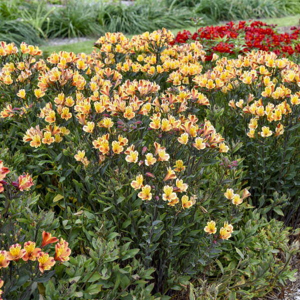 Alstroemeria ‘Summer Breeze’