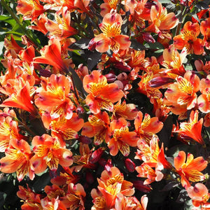 Alstroemeria ‘Indian Summer’