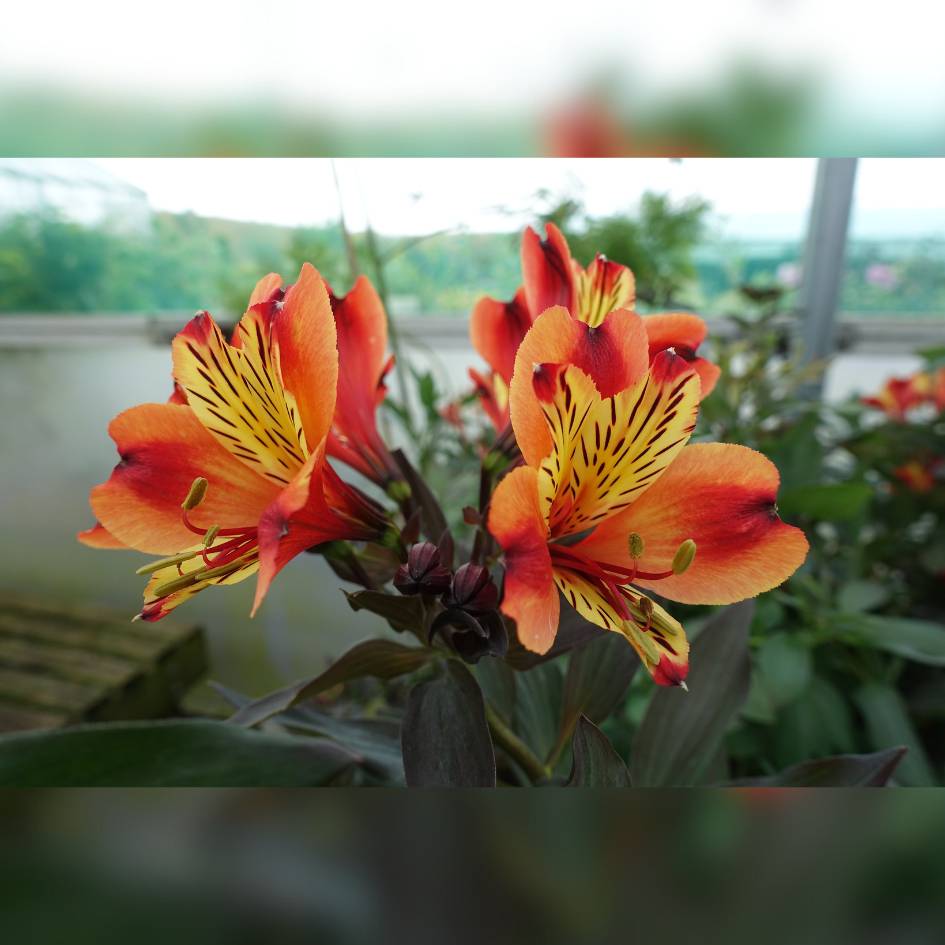 Alstroemeria ‘Indian Summer’