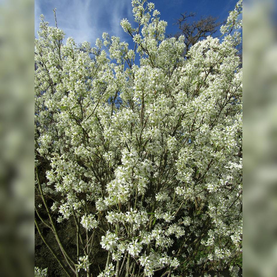 Amelanchier canadensis ‘Glenn Form’