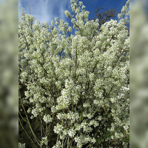 Amelanchier canadensis ‘Glenn Form’