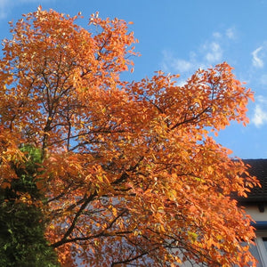 Amelanchier lamarckii