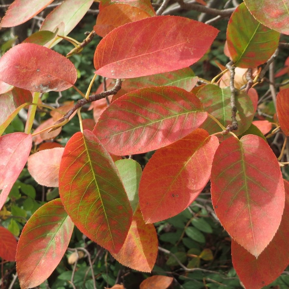 Amelanchier lamarckii