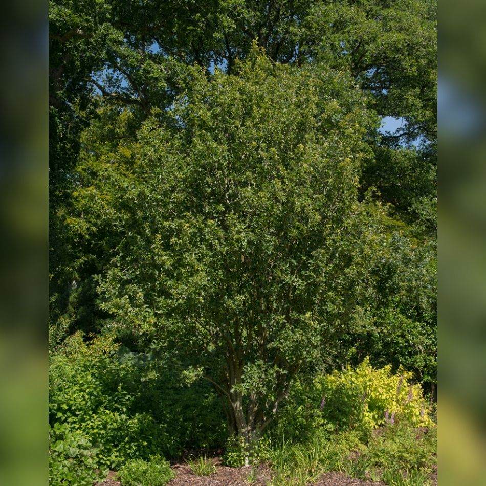 Amelanchier × grandiflora ‘Ballerina’