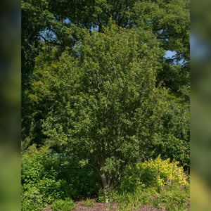 Amelanchier × grandiflora ‘Ballerina’