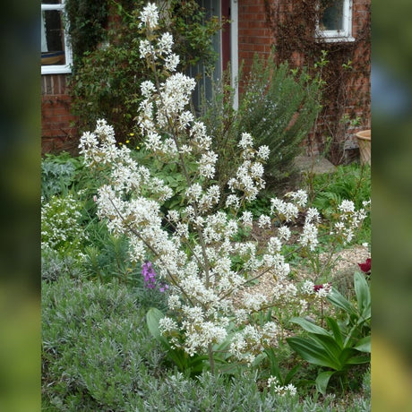 Amelanchier × grandiflora ‘Ballerina’