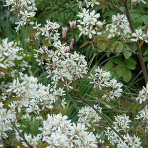 Amelanchier × grandiflora ‘Ballerina’