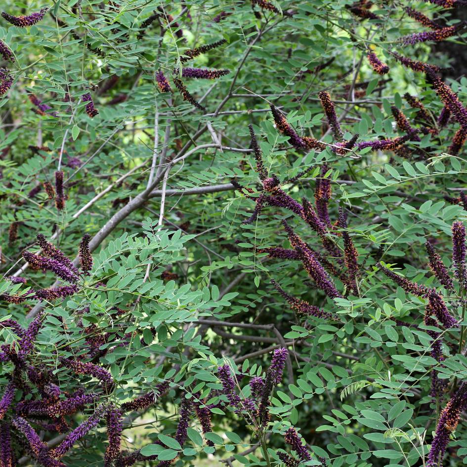Amorpha fruticosa