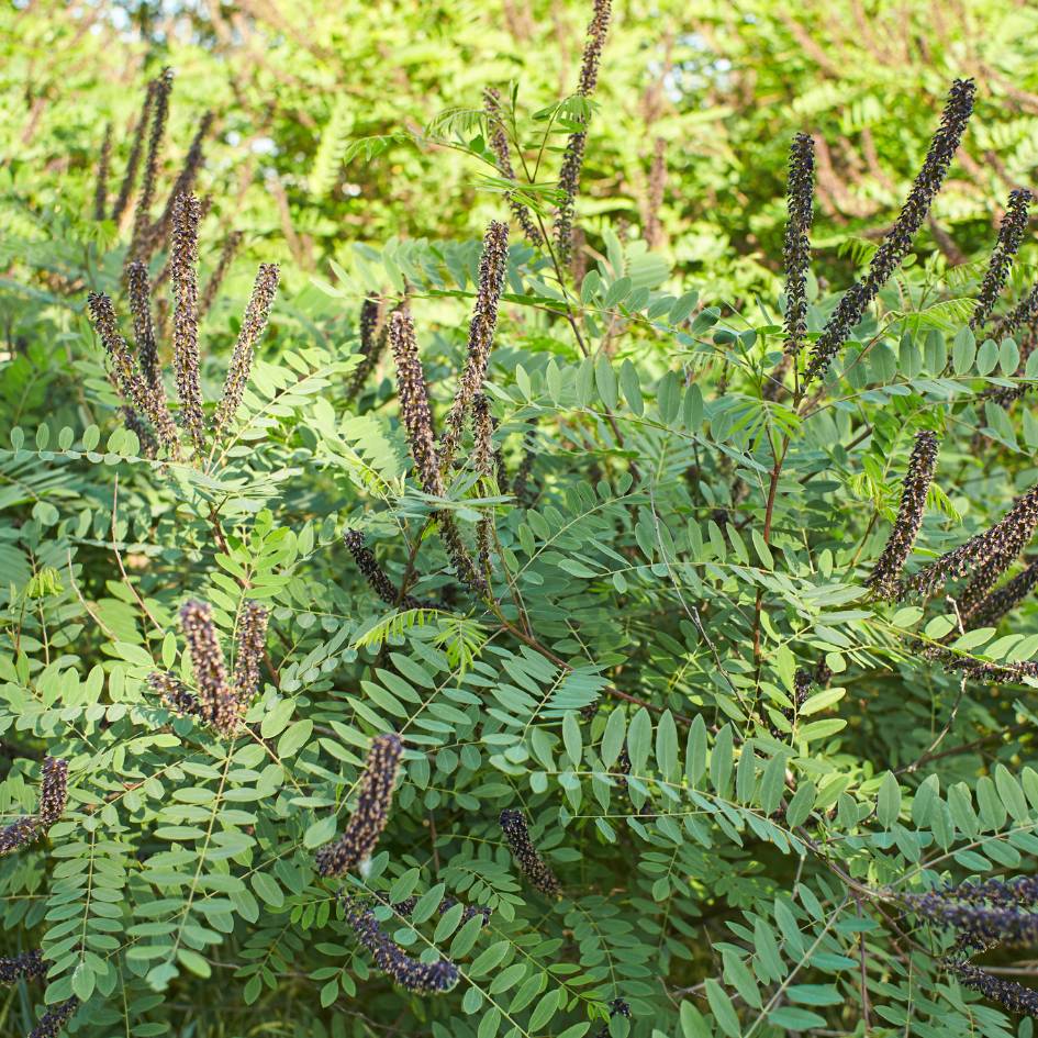 Amorpha fruticosa
