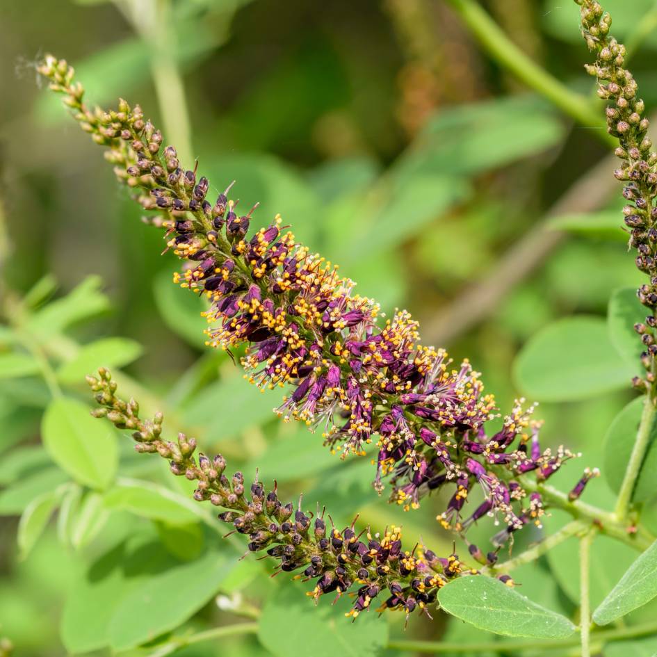 Amorpha fruticosa