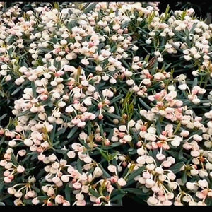 Andromeda polifolia ‘Blue Ice’