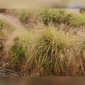 Anemanthele lessoniana