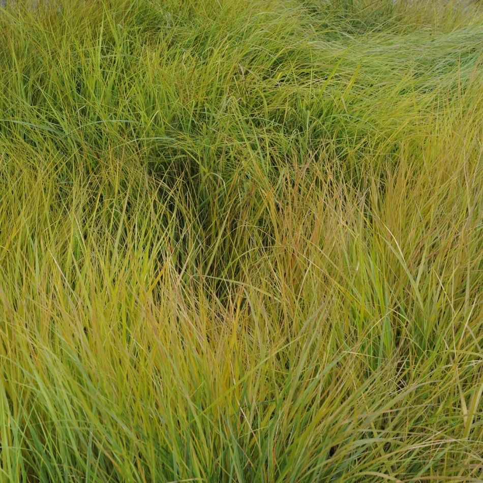 Anemanthele lessoniana