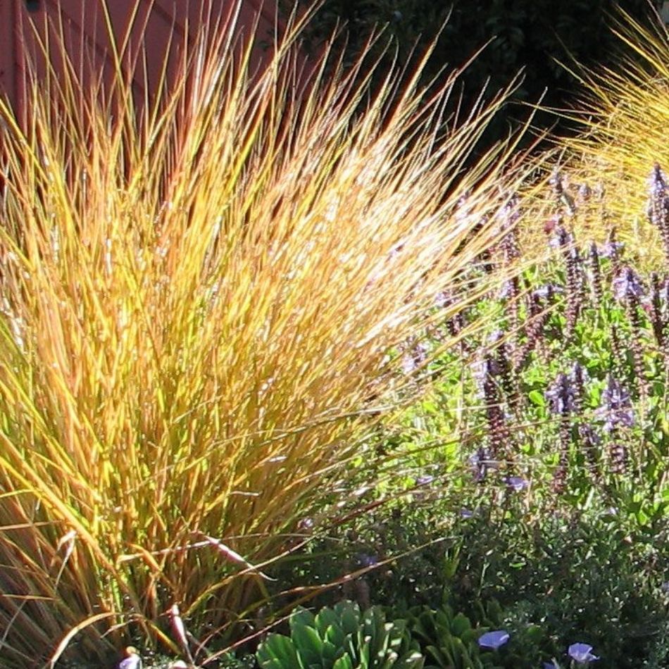 Anemanthele lessoniana