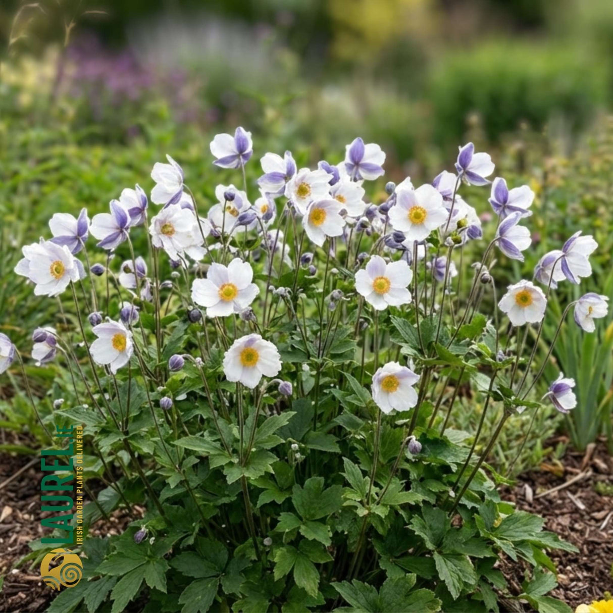 Anemone ‘Elfin Swan’