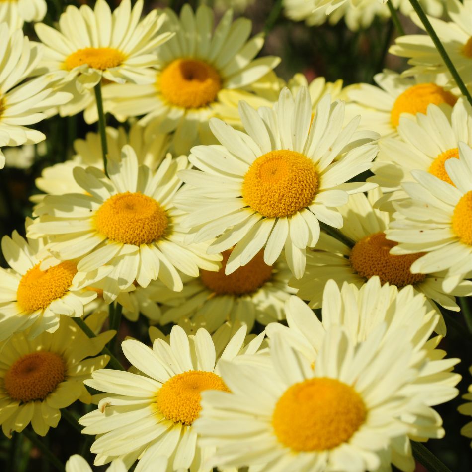 Anthemis tinctoria 'E.C. Buxton'
