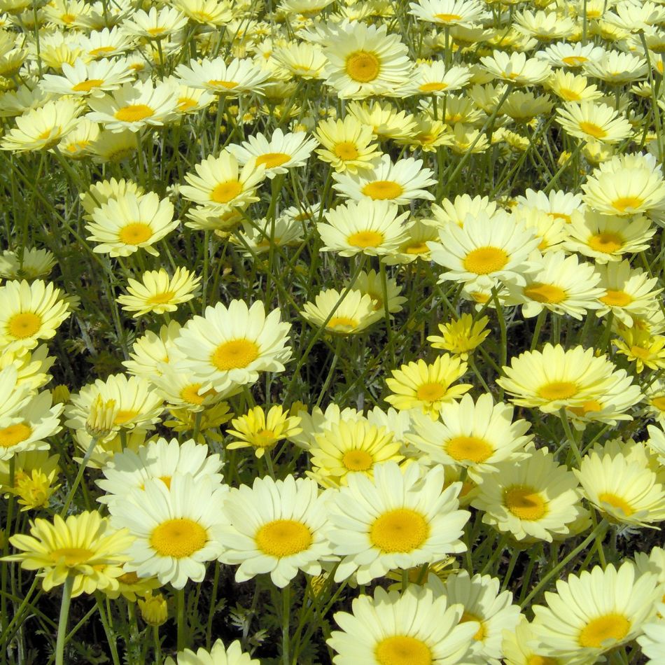 Anthemis tinctoria 'E.C. Buxton'