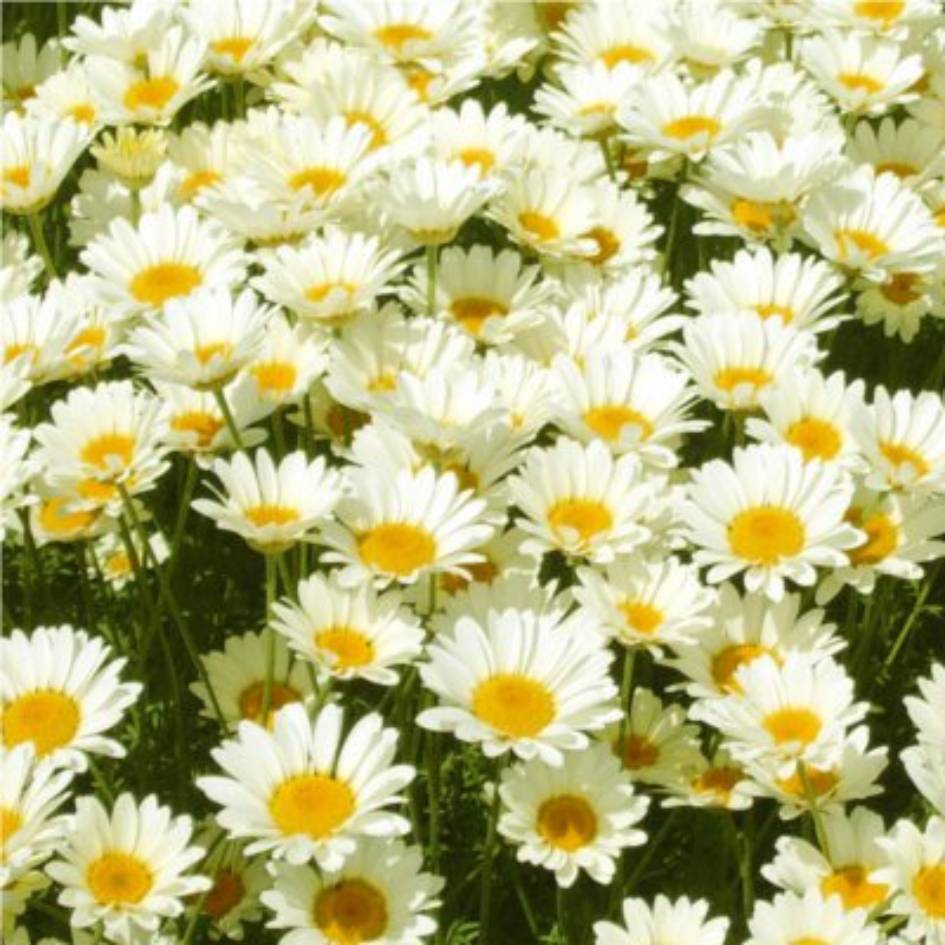 Anthemis tinctoria 'Sauce Hollandaise'