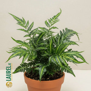 Arachniodes aristata ‘Variegata’