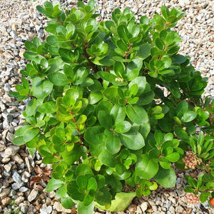 Arbutus unedo ‘Peace and Love’