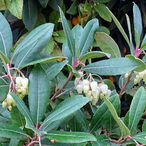 Arbutus unedo