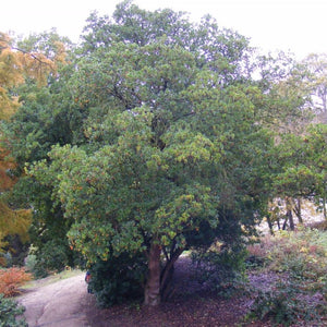 Arbutus unedo