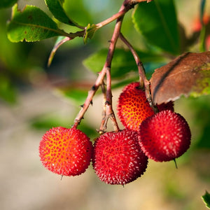 Arbutus unedo ‘Compacta’