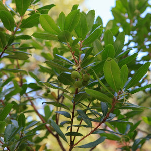 Arbutus unedo ‘Compacta’