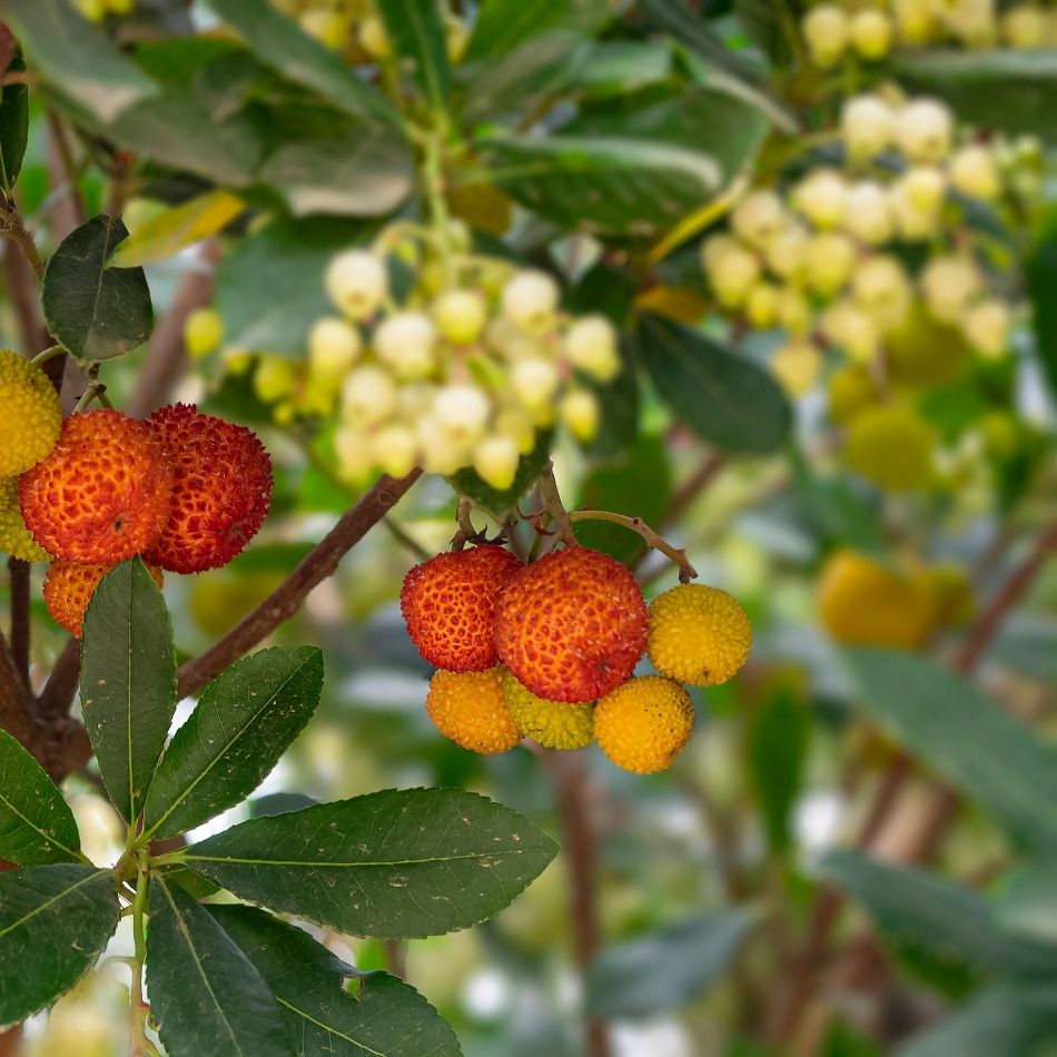 Arbutus unedo ‘Compacta’