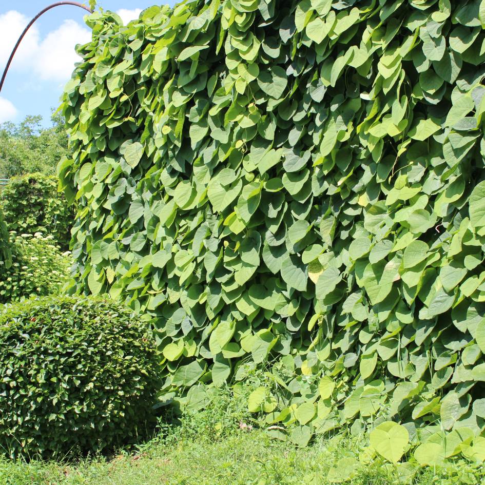 Aristolochia macrophylla