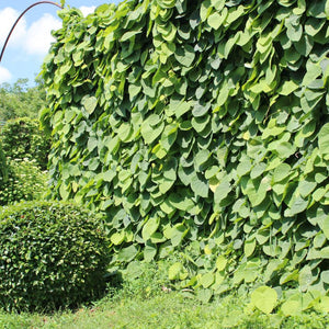 Aristolochia macrophylla