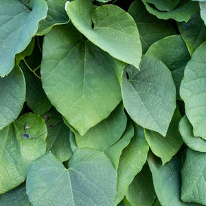 Aristolochia macrophylla