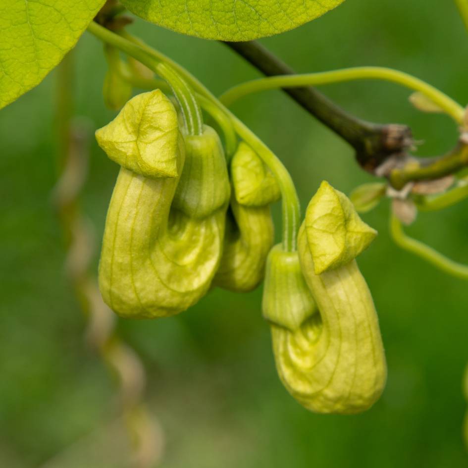 Aristolochia macrophylla