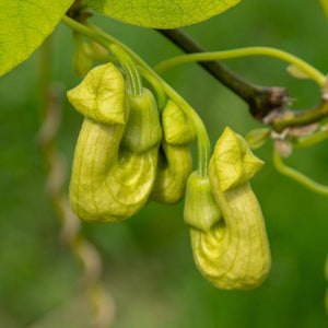 Aristolochia macrophylla